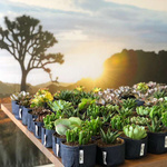 Root Pouch Black fabric pot 50x40cm 78L with a handle 200 units