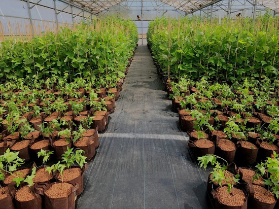 Root Pouch Boxer fabric pot 15x19 3,8L brown 1500 units