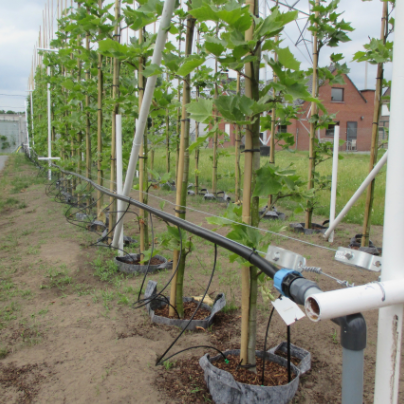 Root Pouch Grey fabric pot 21x21cm 8L 1000 units