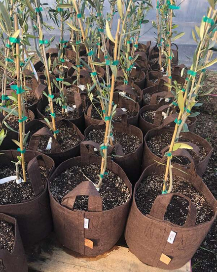 Root Pouch Boxer fabric pot 50x40cm 78L with handles brown 200 units