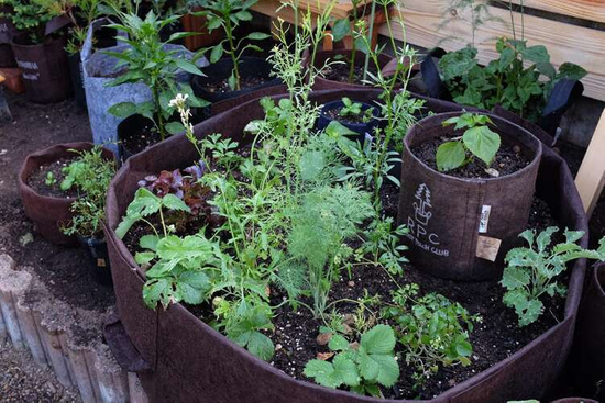 Multipack Root Pouch Boxer fabric pot 38x40cm 45L with handles brown 10 units