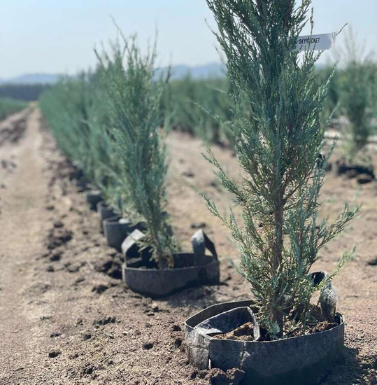 Root Pouch Grey fabric pot 43x38cm 56L with handles 250 units