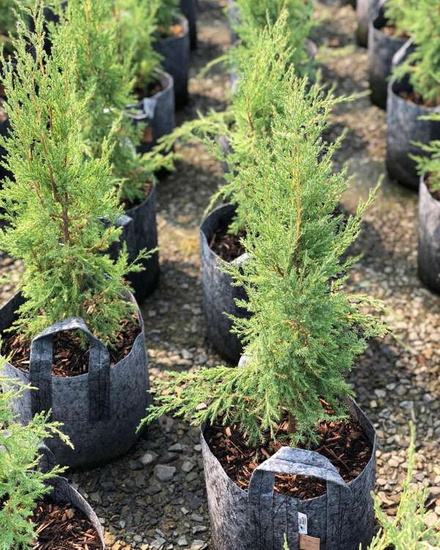 Multipack Root Pouch Grey fabric pot 25,5x21,5cm 12L 25 units