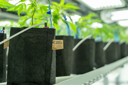 Multipack Root Pouch Thin Black fabric pot 10x13cm 1L 50 units