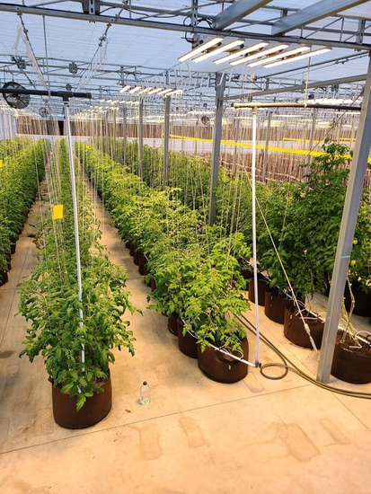 Multipack Root Pouch fabric pot 43x38cm 56L with handles brown 10 units