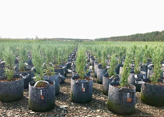 Multipack Root Pouch Grey fabric pot 28x26cm 16L 10 units