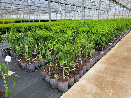 Multipack Root Pouch Grey fabric pot 40x30cm 39L with handles 10 units