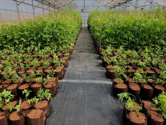 Multipack Root Pouch Boxer fabric pot 53x42cm 95L with handles brown 10 units