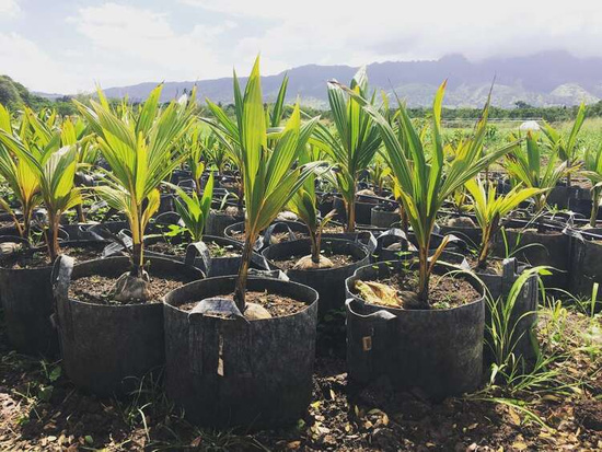 Root Pouch Black fabric pot 25,5x21,5cm 12L 750 units