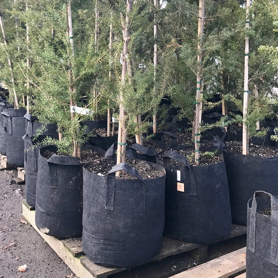 Root Pouch Black fabric pot 50x40cm 78L with a handle 200 units