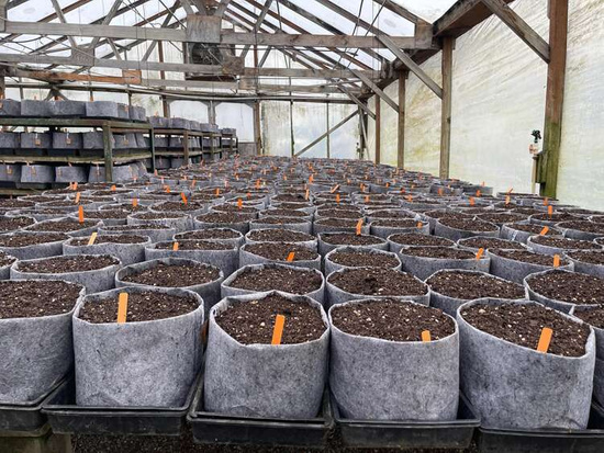 Multipack Root Pouch Grey fabric pot 40x30cm 39L with handles 10 units