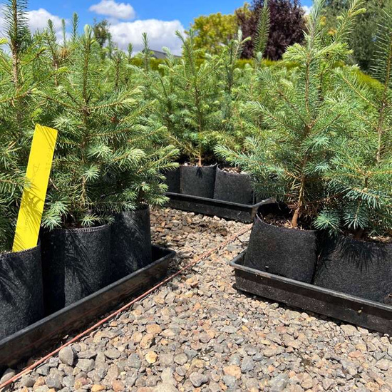 Root Pouch Black fabric pot 50x40cm 78L with a handle 200 units