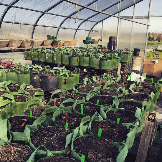 Root Pouch Boxer fabric pot 35x30cm 30L with handles forest green 350 units