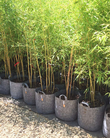 Multipack Root Pouch Grey fabric pot 15x19 3,8L 25 units