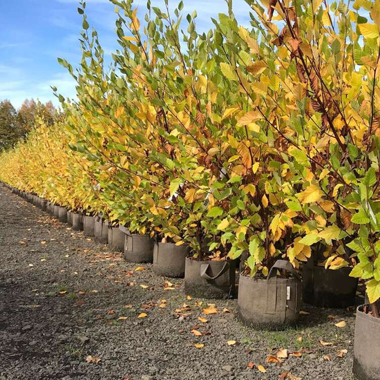 Multipack Root Pouch fabric pot 43x38cm 56L with handles black 10 units