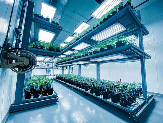 Multipack Root Pouch Thin Black fabric pot 10x13cm 1L 50 units