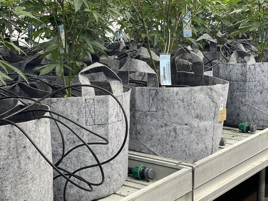 Multipack Root Pouch Grey fabric pot 25,5x21,5cm 12L 25 units